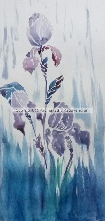 Iris dream