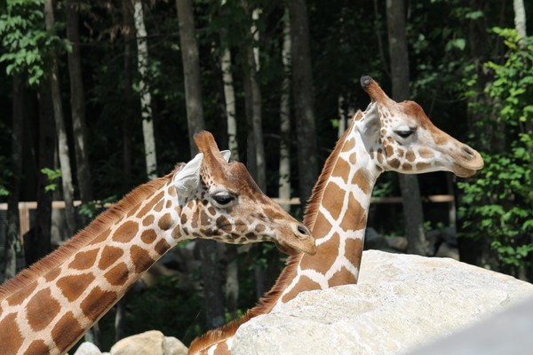 Twins