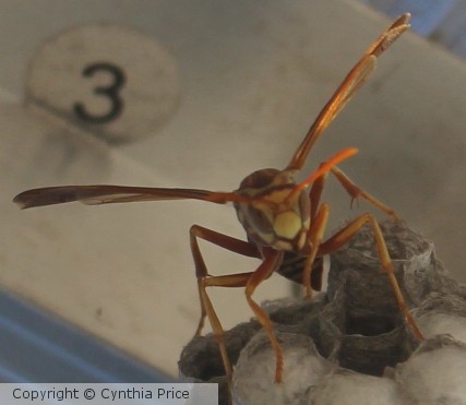 Yellow Jacket Wasp
