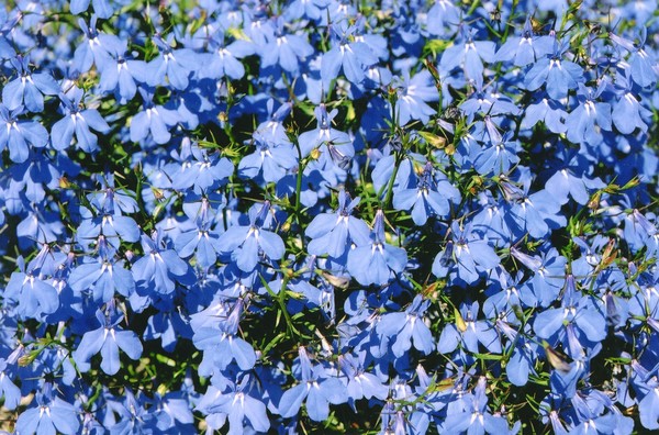 Lobelia
