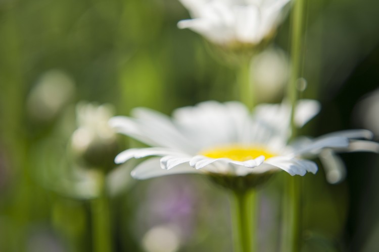 Daisy Study