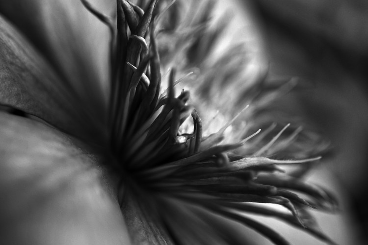 Clematis Black and White Macro Photo