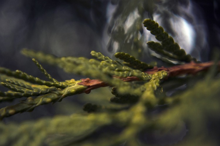 Cedar Branch2 Color Macro Photo