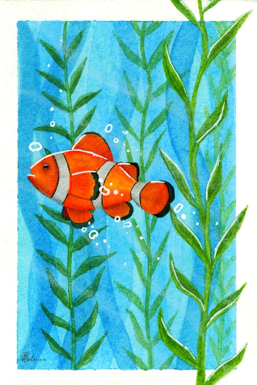 Clown Fish