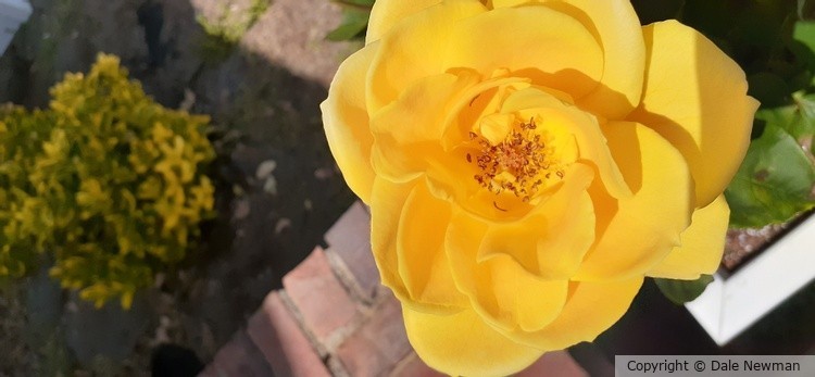 Yellow Rose