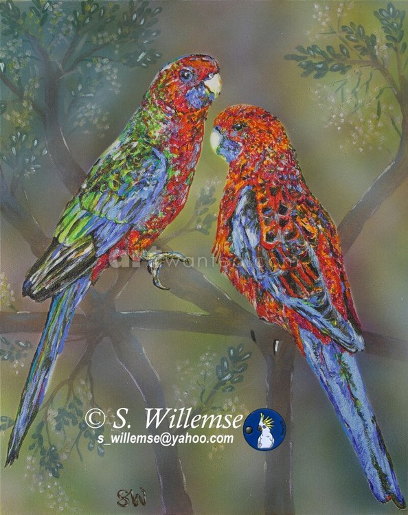 Crimson Rosellas: Father and son
