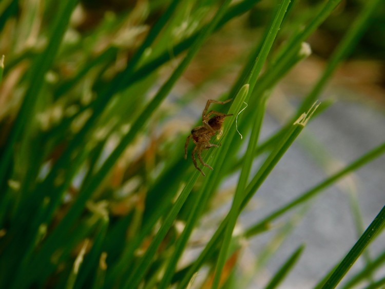 spider on grass