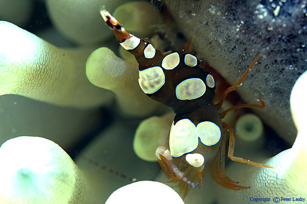 Squat Anemone Shrimp