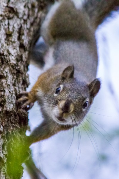 NUTS?