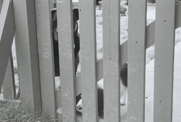 Dogs Through Fence