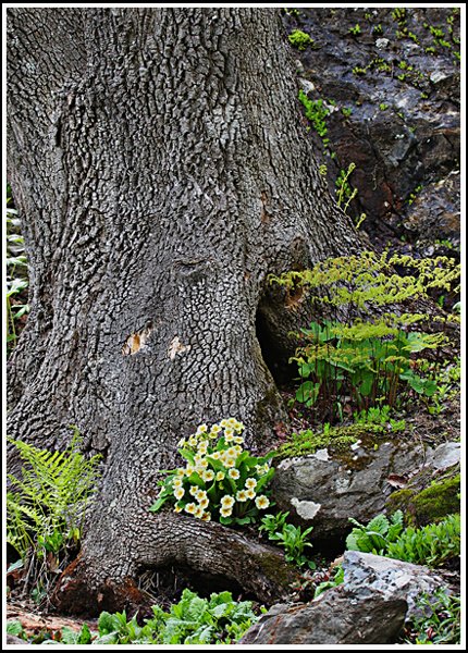 Garden in the Woods