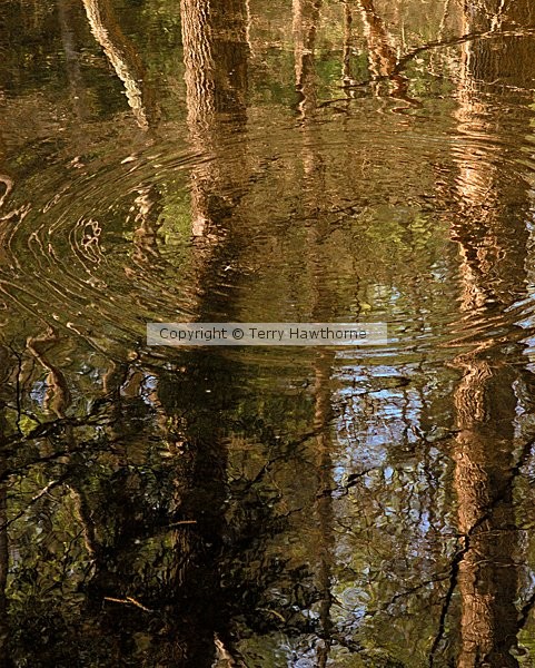 Ripple Effect