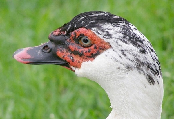 Suspicious goose