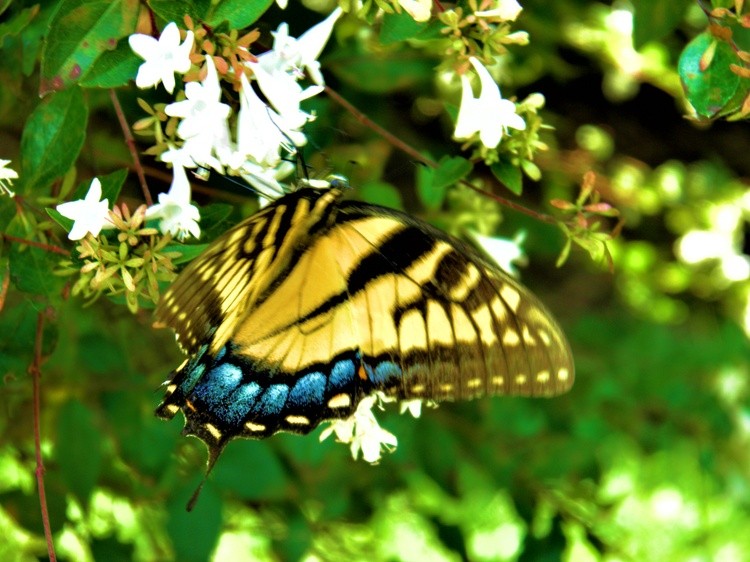 Flutterby 