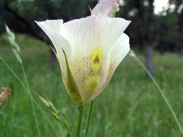 Mariposa Lily