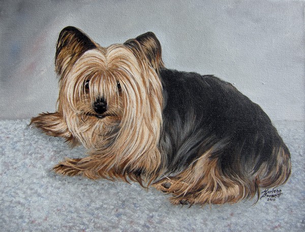 Yorkshire Terrier