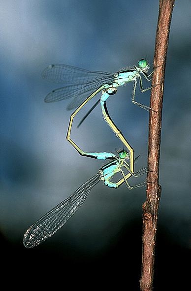 Mating Damselflies