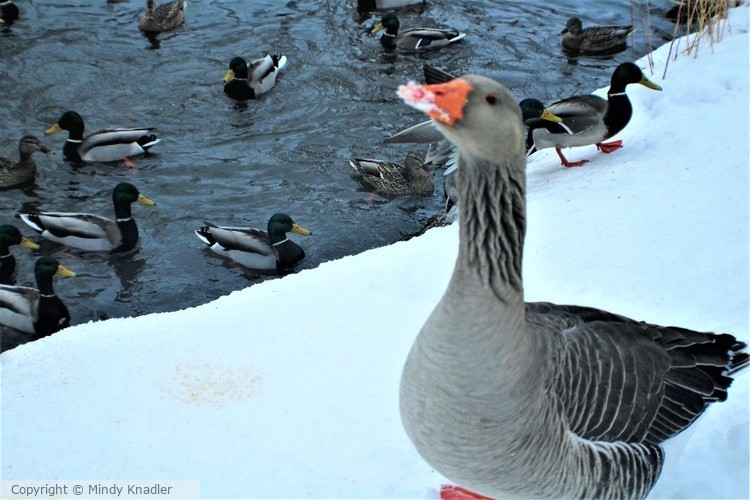 IMG 3185 (2)