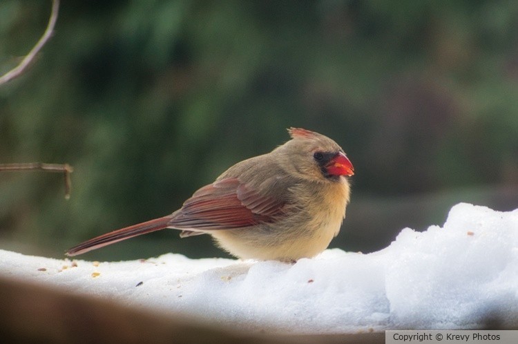 Female Cardinal