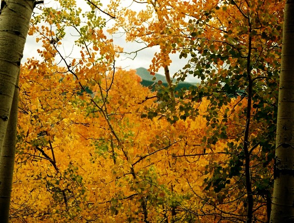 Colorado Color