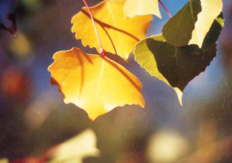Aspen Leaves