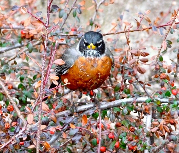 New York City Robin