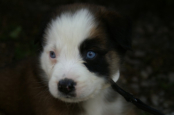 Puppy Face