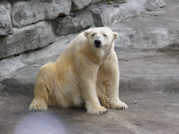 Polar Bear