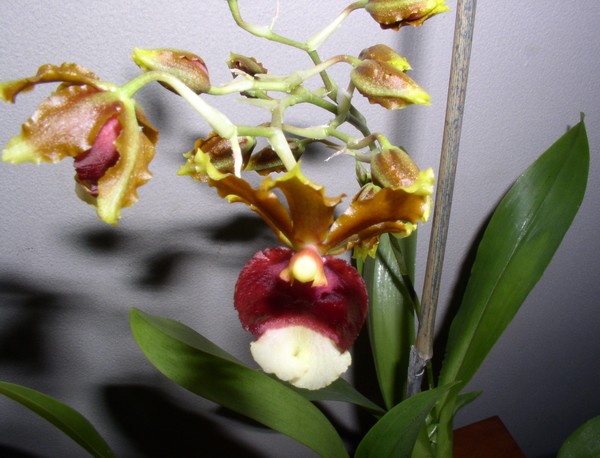 Oncidium Orchid