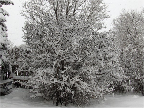 Snowfall for a New Year