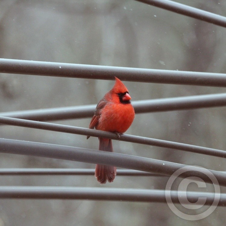 Cardinal