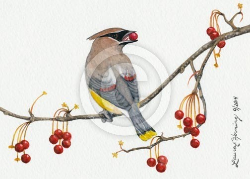 Waxwing on Bittersweet