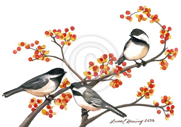 Chickadees Three on Bittersweet 2016