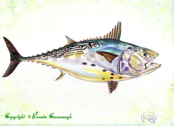 False Albacore