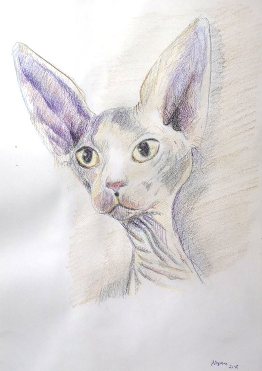 IMAGE OF AN EXOTIC CAT