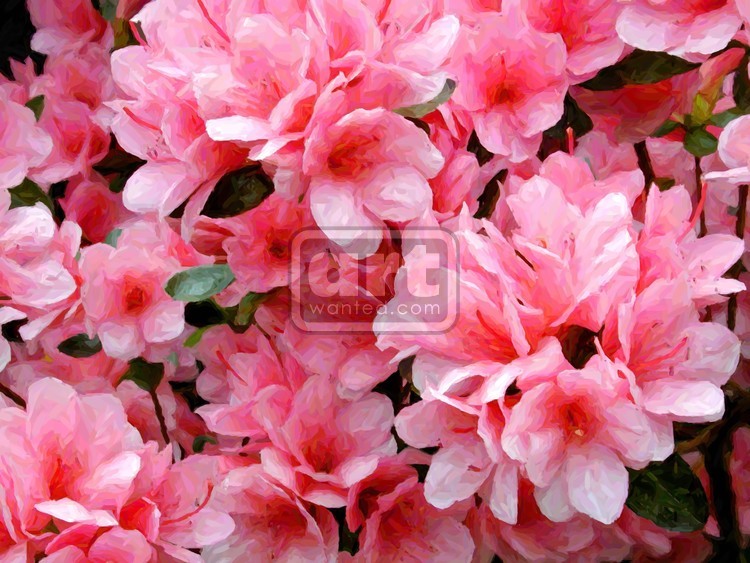 Azaleas and More Azaleas