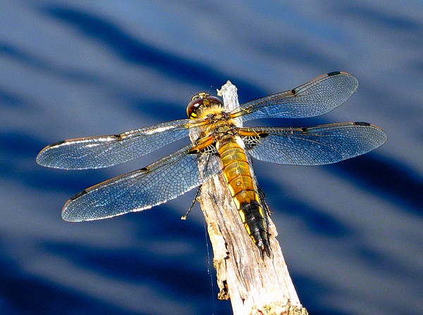 Dragonfly
