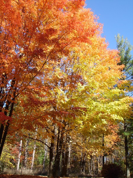 Fall Colors