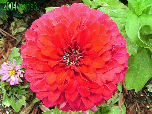 tia's flower