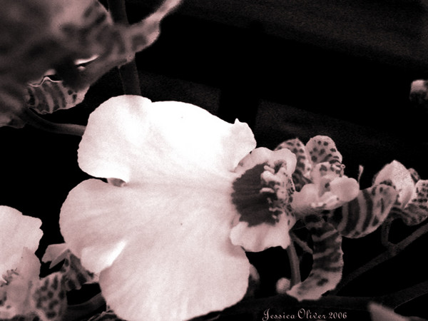 Flowers Become Screens