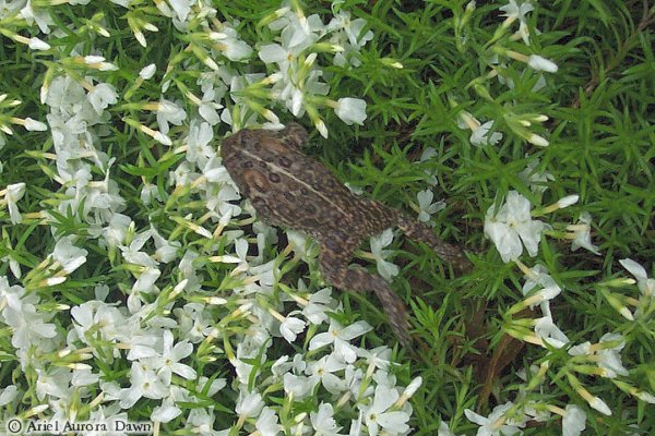 Leaping Toad