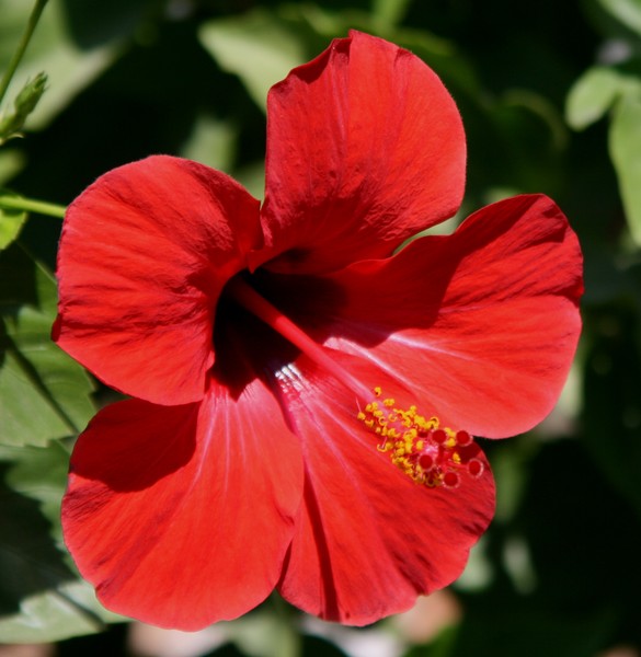 Red Hibiscus