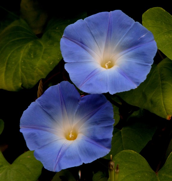 Morning Glory