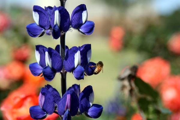 Busy Bee