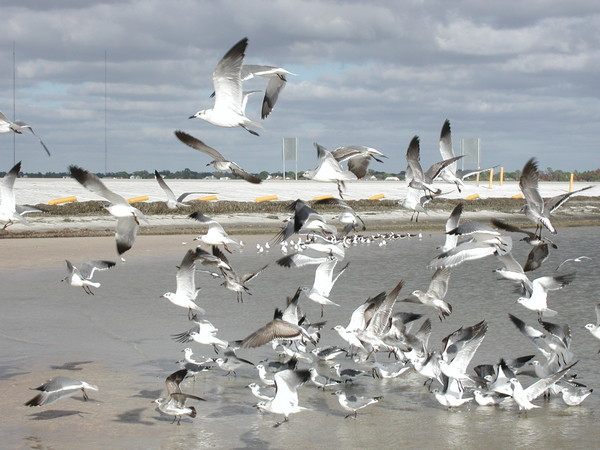 Fly Away