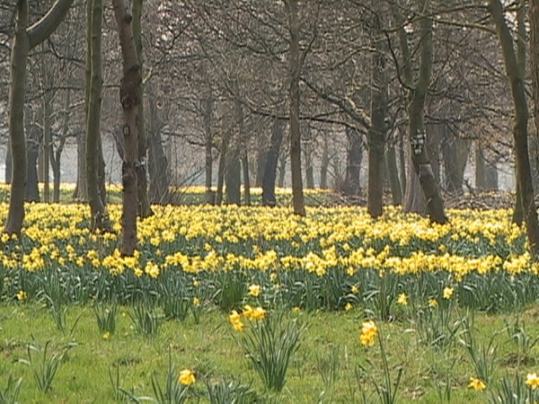 329. Daffodils 