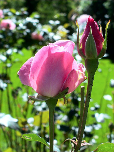 Rosebuds