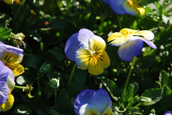 Blue Yellow Flowers 27