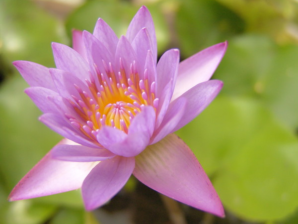 pink lotus