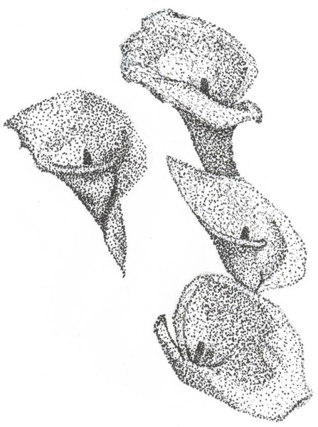 Calla lily